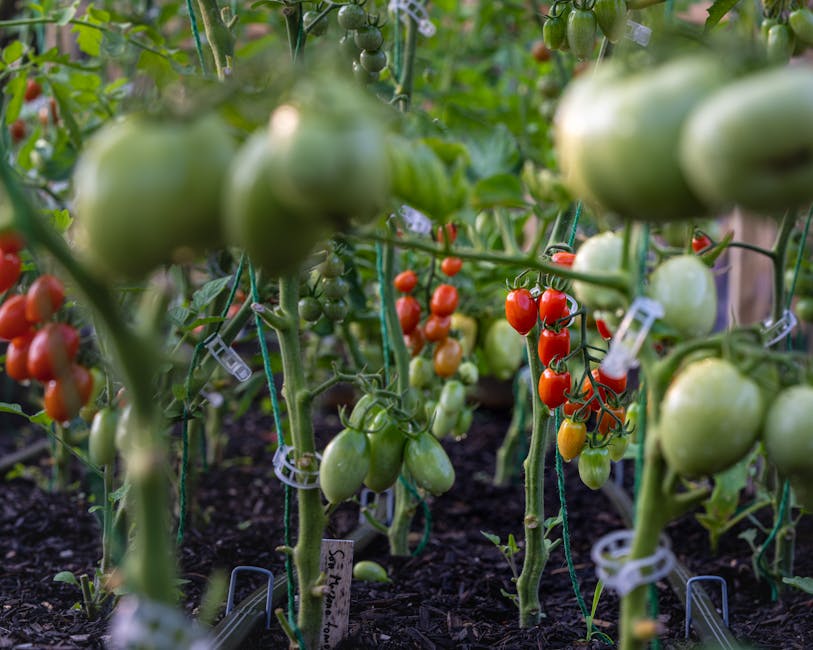 Urban farm community garden with fresh vegetables growing